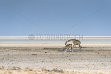 Giraffe (Giraffa camelopardalis) in Etosha pan  Namibia  Etosha national park
