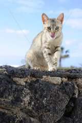 Cat grooming on rock - Lanzarote Canary Islands