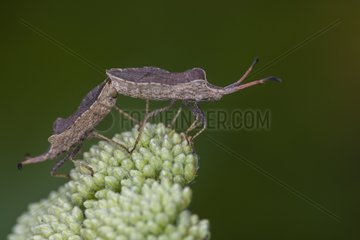 Forest Bugs on inflorescence - France
