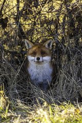 Red fox in the bushes - France