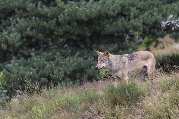 Tibetan Wolf - Wolf Park of Gevaudan France