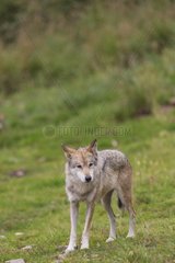Eurasian Tundra Wolf - Wolf Park of Gevaudan France
