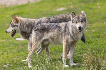 Eurasian Tundra Wolves - Wolf Park of Gevaudan France
