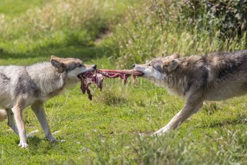 Eurasian Tundra Wolves eating- Wolf Park of Gevaudan France