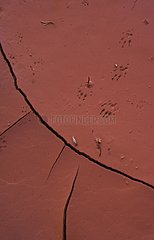 Footprints on the red soil of Arizona USA
