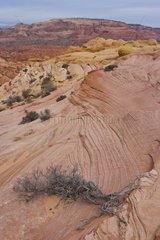 The Wave Staircase Escalante National Monument Utah