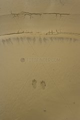 Footprints in the mud Utah