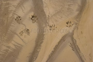 Footprints in the mud Utah