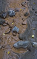 Rocks in the mud Zion NP Utah USA