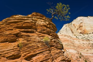 Cliffs in Zion NP Utah USA