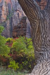 Tree trunk at the foot of the cliff in Zion NP Utah USA