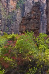 Trees at the foot of the cliff in Zion NP Utah USA