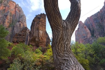 Tree trunk at the foot of the cliff in Zion NP Utah USA