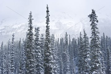 Jasper Nigel Pass Banff NP Rocky Mountains Alberta Canada