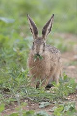 Mountain hare eating a leaf Bischoffsheim France