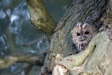 Tawny owl at roost - Warwickshire UK