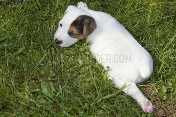 Welpe von Jack Russell Terrier legte sich im Gras Frankreich