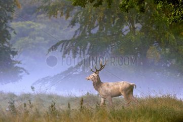Male red deer in a clearing Dyrehaven Denmark
