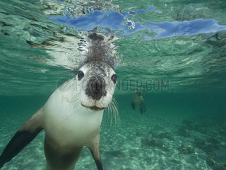 Australian sea lion  Neophoca cinerea  Pinipedia  Western Australia