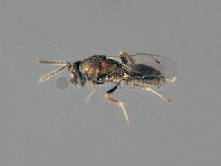 Parasitoid wasp (Pteromalus tethys) emerged from seeds of Hollow-stemmed asphodel (Asphodelus fislutosus)