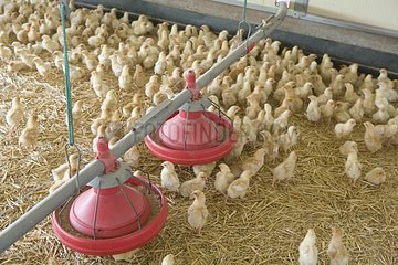 Küken in einer industriellen Zucht von Hühnern Frankreich