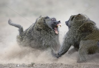 Anubis baboons fighting for gazelle Masai Mara NR Kenya