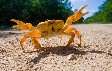 Land crab has placed its claws. Unusual angle. Cuba.