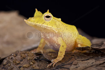Solomon island leaf frog (Ceratobatrachus guentheri)