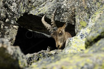 Spanische ibex mÃ¤nnliche Sierra von Gredos Spanien