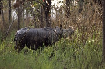 Indian rhinoceroses in Chitwan NP Nepal