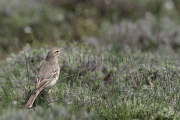 Tawny Pipit on the ground Sierra de Cazorla Andalucia Spain