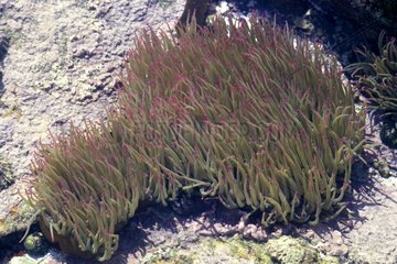 Sea anemone Quiberon Morbihan