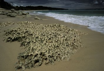 Squelettes de corail sur une plage Java