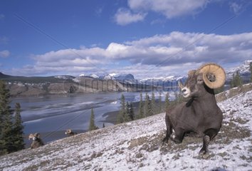 Groupe de Mouflon du Canada Lac Jasper Canada