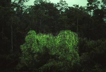 Lucioles dans un arbre Irian Jaya