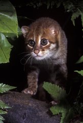 Chat à tête plate dans un arbre Sumatra Indonésie