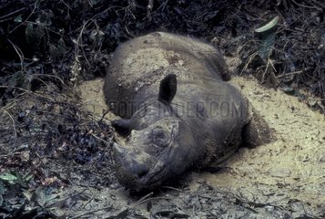 Rhinocéros de Sumatra prenant un bain de boue Indonésie