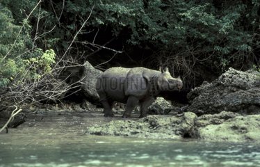 Rhinocéros de Java Indonésie