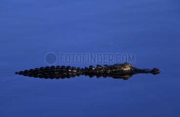 American alligator lying in wait in the water Florida USA