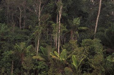 Forêt tropicale Parc national Manu Amazonie Pérou