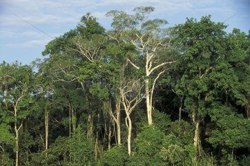 Forêt tropicale au bord du rio Manù Parc National Pérou