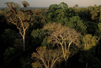 Forêt tropicale Guyane Française