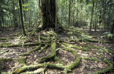 Racines en sous-bois d'une forêt tropicale Indonésie