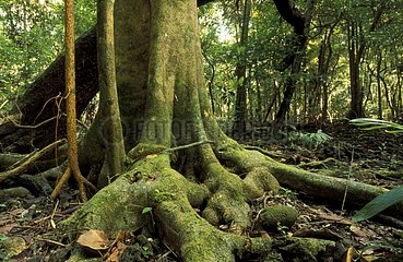 Racines en sous-bois d'une forêt tropicale Java
