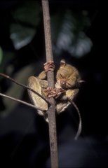 Femelle Tarsier de Horsfield et jeune sur le ventre Sumatra