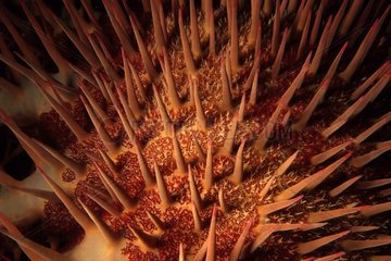 Detail of a crown of thorns sea star Red Sea Egypt