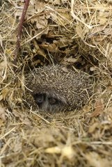 Western european hedgehog in its nest France