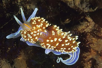 Nudibranche on seabed Pacific Ocean California