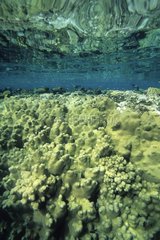 Coral colony under the surface Red Sea Egypt