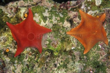 Bat sea star on the rock seabed Pacific Ocean California